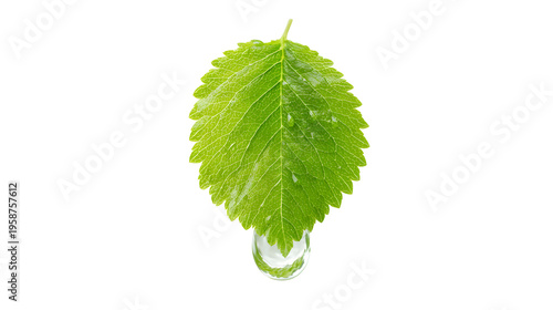 Clear water drop containing green leaf, eco and sustainability concept isolated on white background