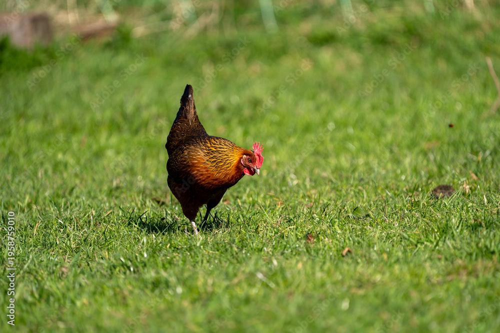 Fototapeta premium free range hen chicken. Chicken in the grass. The chicken is a chicken with a brown neck, and lays around 300 eggs per year