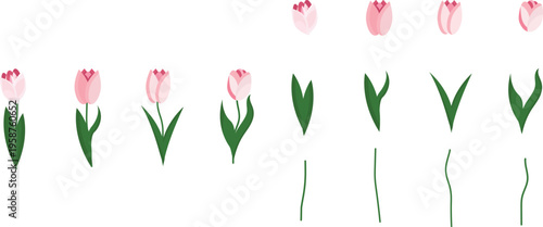 Different pink tulips. Elements of flowers-leaves,heads,stem.Vector design without background.