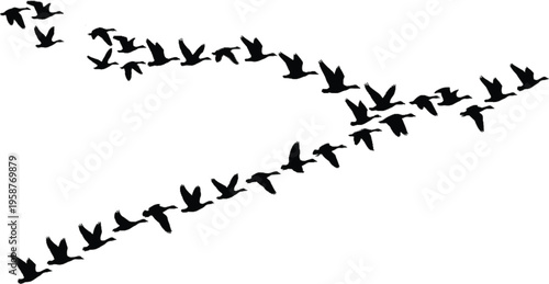 “The silhouette of a flock of wild geese forming a natural V-shape. A black vector illustration depicting the dynamic flight of migrating birds.”