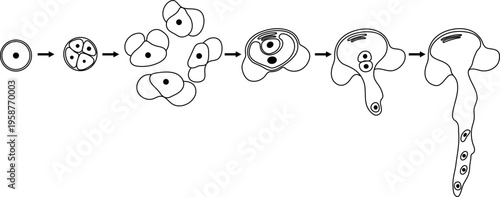 Coloring page with pollen germination and pollen tube growth in gymnosperms. Sexual process in spruce from the microspore mother cell to the male gametophyte (pollen grain).