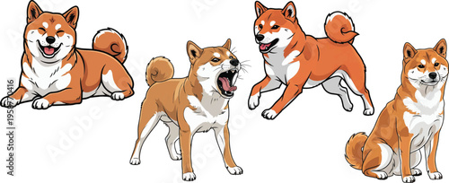 Shiba Inu dog running playful barking alert sitting lying down pose set