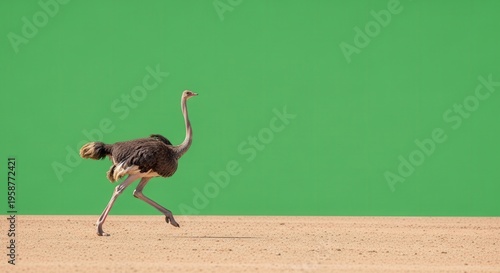 Vintage Ostrich Running on Deserted Surface with Bright Green Background