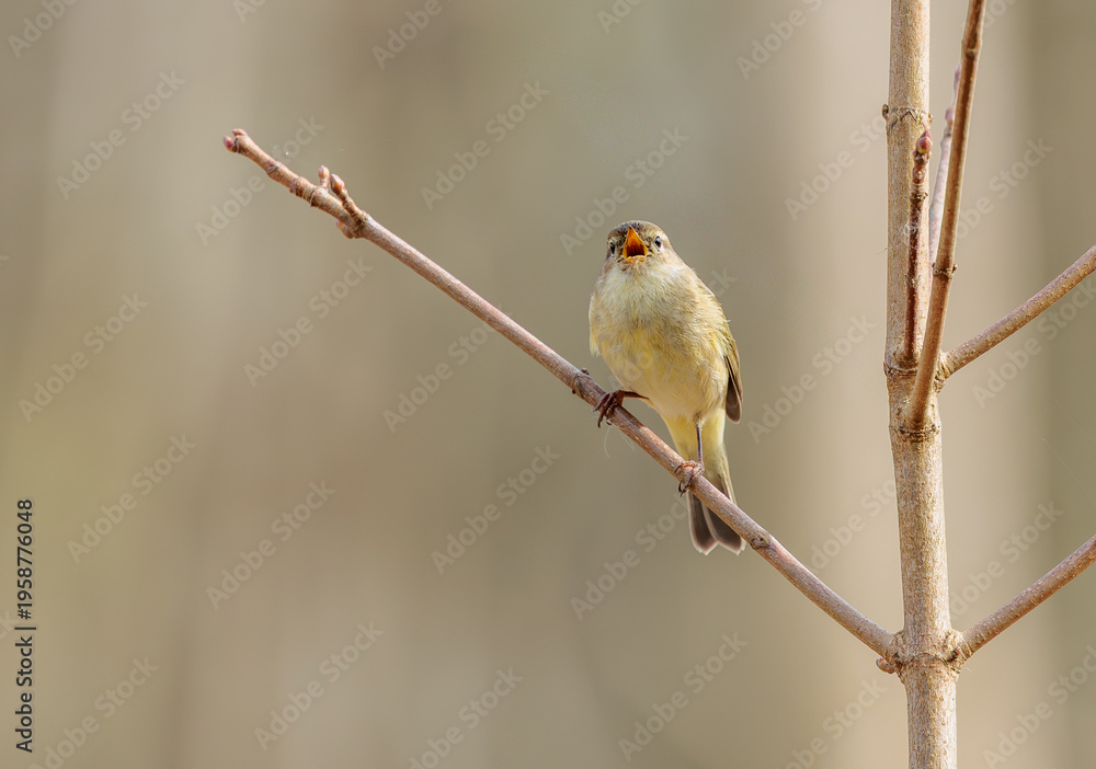 Obraz premium Chiffchaff on a twig in its natural habitat