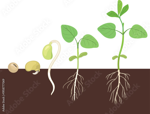 Plant life cycle from seed to sprout. Vector illustration of soybean germination stages in soil