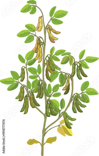 Botanical illustration of Soybean (Glycine max) with green pods and leaves, isolated on white background