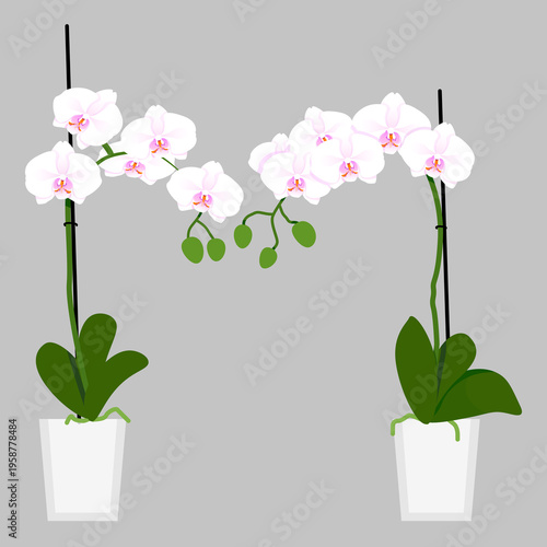 et of Two White Orchid Plants in Pots, Tropical Houseplants Collection, Botanical Vector Illustration