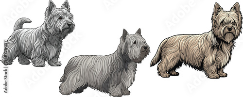 Skye Terrier dog standing full coat side profile attentive pose set