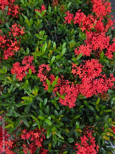 Wallpaper Mural flor desabrochada no jardim  Torontodigital.ca