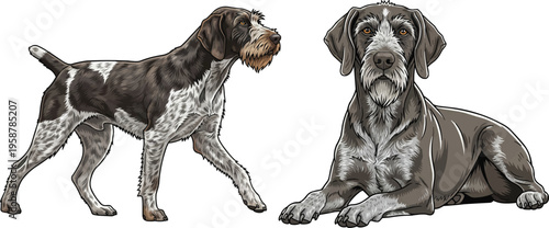 Slovak Rough haired Pointer dog walking relaxed lying down pose set