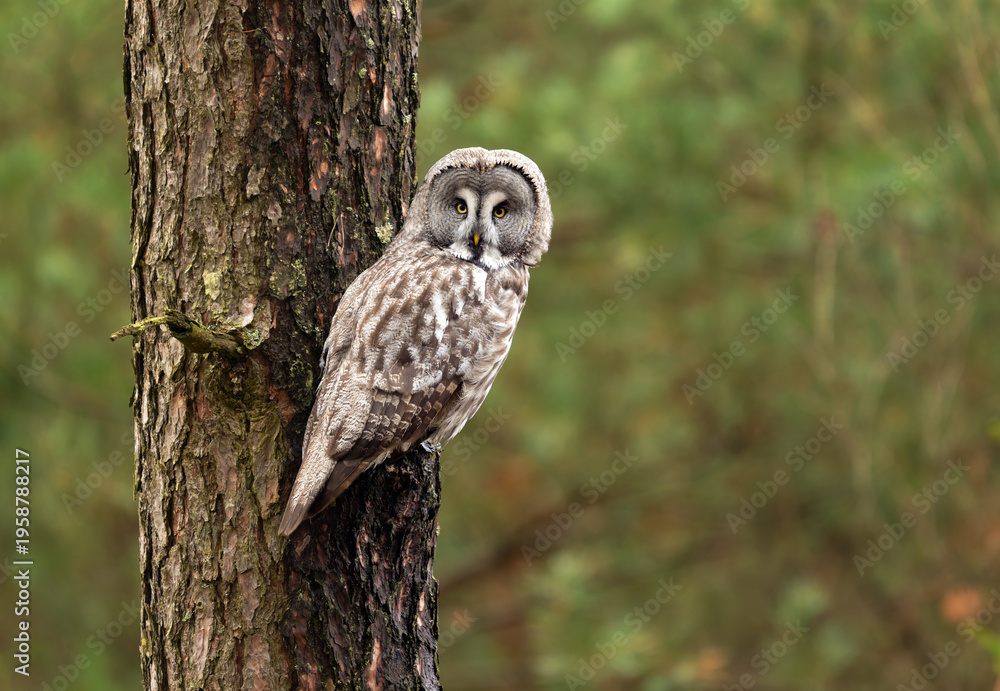 Fototapeta premium Great grey owl ( Strix nebulosa ) close up