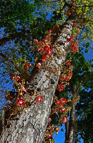 Cannonball tree flowers and buds on trunk (Couroupita guianensis) in Rio de Janeiro, Brazil