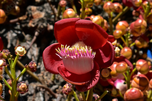 Cannonball tree flower and buds (Couroupita guianensis) in Rio de Janeiro, Brazil