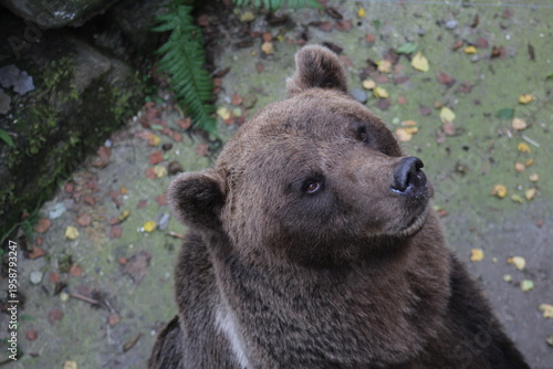 ours