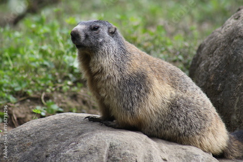 Marmotte