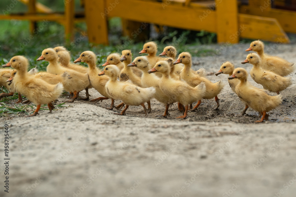 Naklejka premium Curious flock of little yellow duckling walking around in rural farmland, small ducks inspecting countryside areas, strolling together on road in old village, birds enjoy free walking outdoors.