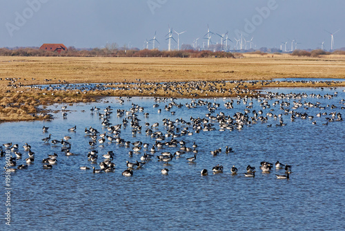 Das Odinsloch im Speicherkoog Dithmarschen mit rastenden Weißwangengänsen oder Nonnengänsen (Branta leucopsis, barnacle goose) an der Nordsee in Schleswig-Holstein, Deutschland