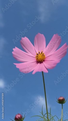Pink Cosmos Flower Under Clear Blue Sky Generative AI