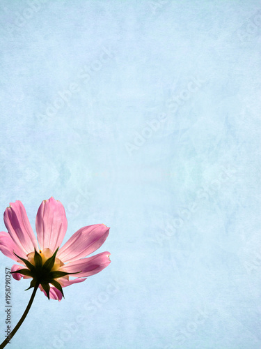 コスモスと青空