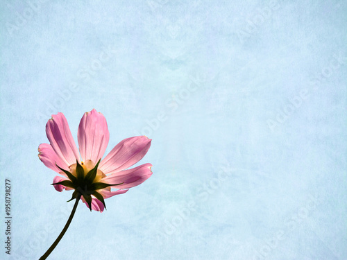 コスモスと青空