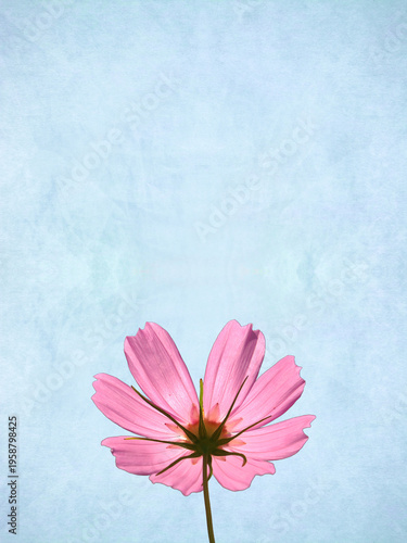 コスモスと青空