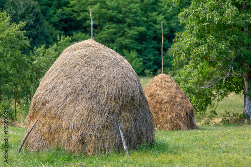 Canvas Print A couple of traditional, tall, cone-shaped haystacks built around a central wood