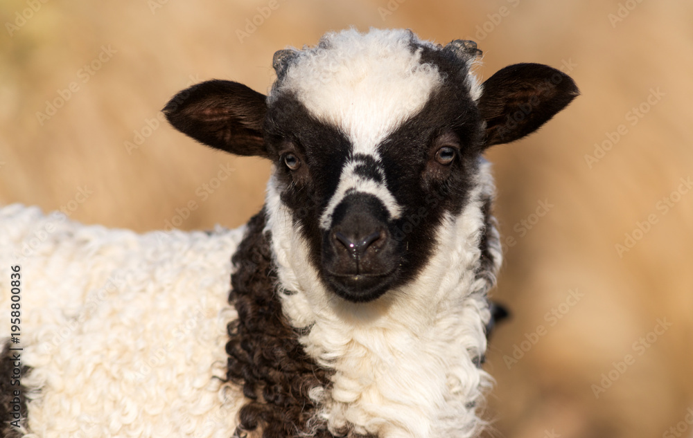 Naklejka premium cute little lamb grazing on meadow
