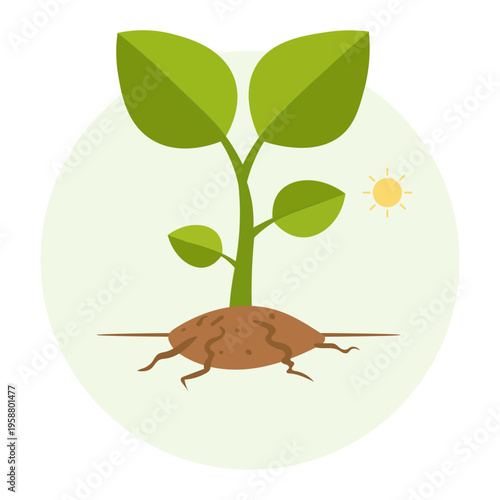 Young plant with visible roots growing in soil under the sun