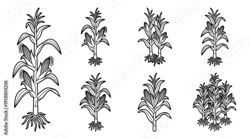 corn stalk , 6 black line isometric 3d vector collection , white background , PNG and SVG isolate
