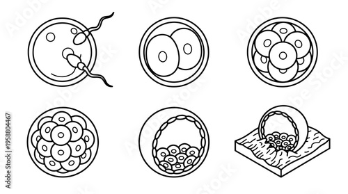 embryo , 6 black line isometric 3d vector collection , white background , PNG and SVG isolate