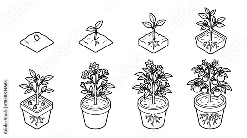 growth plant , 6 black line isometric 3d vector collection , white background , PNG and SVG isolate