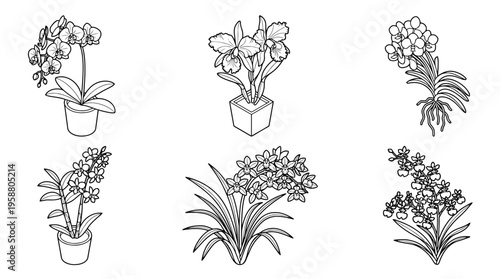 orchid , 6 black line isometric 3d vector collection , white background , PNG and SVG isolate