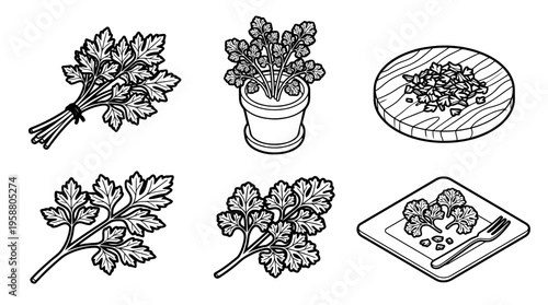 parsley , 6 black line isometric 3d vector collection , white background , PNG and SVG isolate