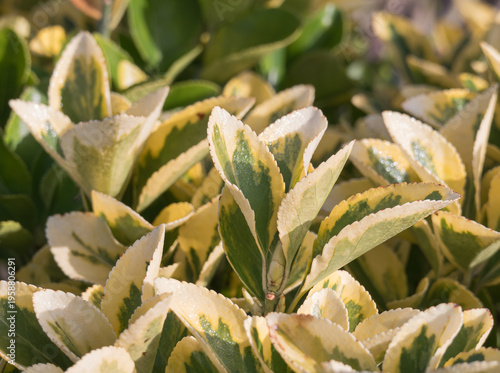 Variegated leaves of Golden Euonymus japonicus