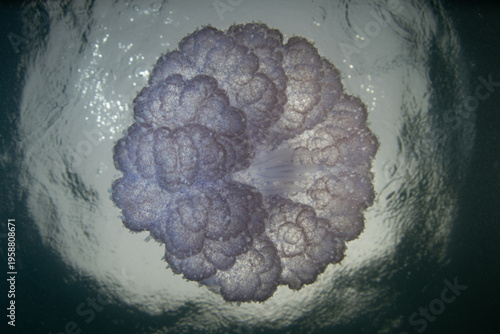 Fotografija A Blue crown jellyfish, Cephea cephea, swims just under the surface of the Pacific Ocean in Fiji's tropical waters
