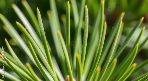 Vivid Close-Up of Evergreen Needle Leaves Showing Fresh Green Color