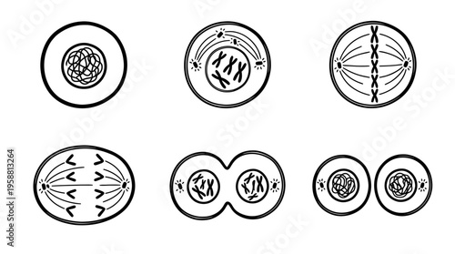 mitosis line vector set. black color sketches style on white background. Vector illustration.