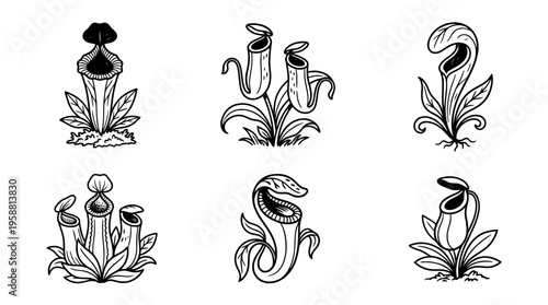 pitcher plant line vector set. black color sketches style on white background. Vector illustration.