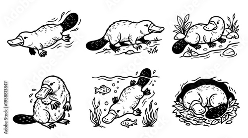 platypus line vector set. black color sketches style on white background. Vector illustration.