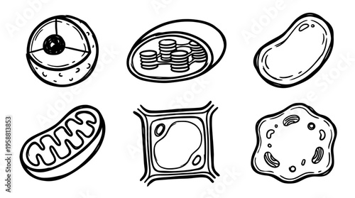 plant cell line vector set. black color sketches style on white background. Vector illustration.