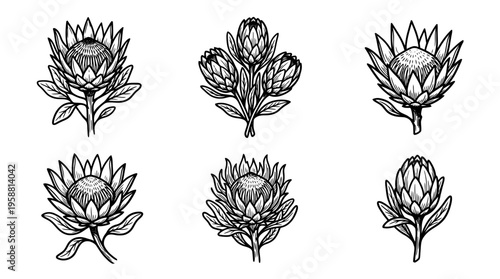 protea line vector set. black color sketches style on white background. Vector illustration.
