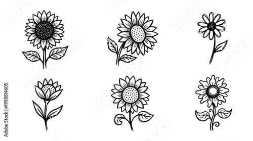 sunflower line vector set. black color sketches style on white background. Vector illustration.
