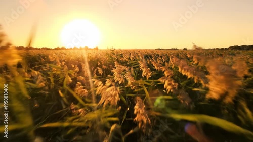 Golden Sunset Over Reed Field.