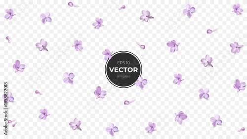 Delicate lavender flowers scattered on a transparent background, creating a serene atmosphere.