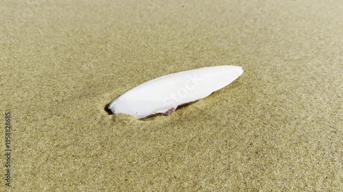 Two views of a cuttlefish bone resting on beige sand along a beach in the Landes region, highlighting marine remains left by the ocean on the Atlantic shoreline