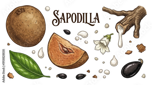 Hand Drawn Sapodilla Botanical Vector Illustration Set with Whole Fruit, Slice, Seeds, Flower and Chicle Latex Drip