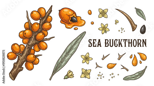 Sea Buckthorn Berries Vector Illustration Set. Vintage Hand Drawn Botanical Elements with Branch, Leaves, Flowers, Seeds and Oil Drops for Cosmetic and Food Design.