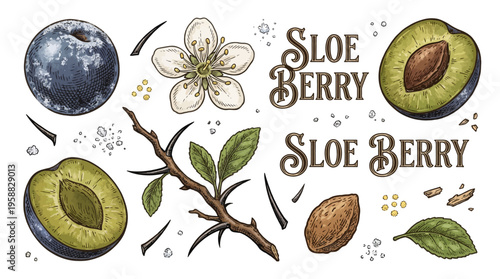 Vintage hand drawn botanical vector illustration of sloe berry set with fruit, flower, and branch isolated on black background