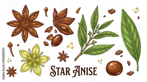 Hand-Drawn Vintage Botanical Illustration of Star Anise Spice with Flowers, Leaves, and Seeds