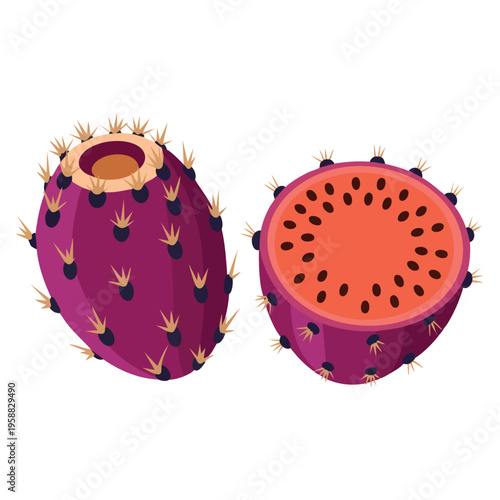 Xoconostle fruit vector illustration fresh Mexican sour prickly pear cactus with whole and sliced halves isolated botanical food design